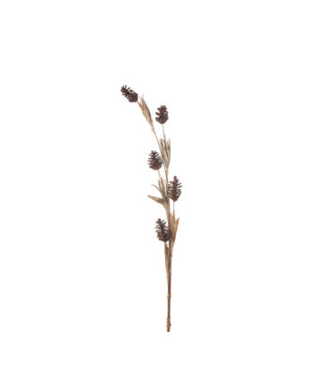 Torkade blad och kottar