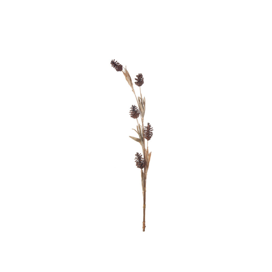 Torkade blad och kottar