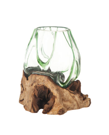 Glasskål på trädrot