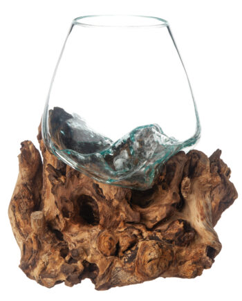 Glasskål på trädrot